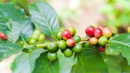 قهوه اسپشیالیتی چیست؟ | آشنایی با کامل با قهوه اسپشیالیتی