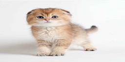 درباره گربه های اسکاتیش فولد چه میدانید؟