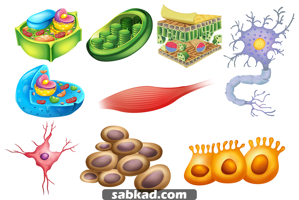 100 زدن زیست با گروه مشاوره ای سبکاد