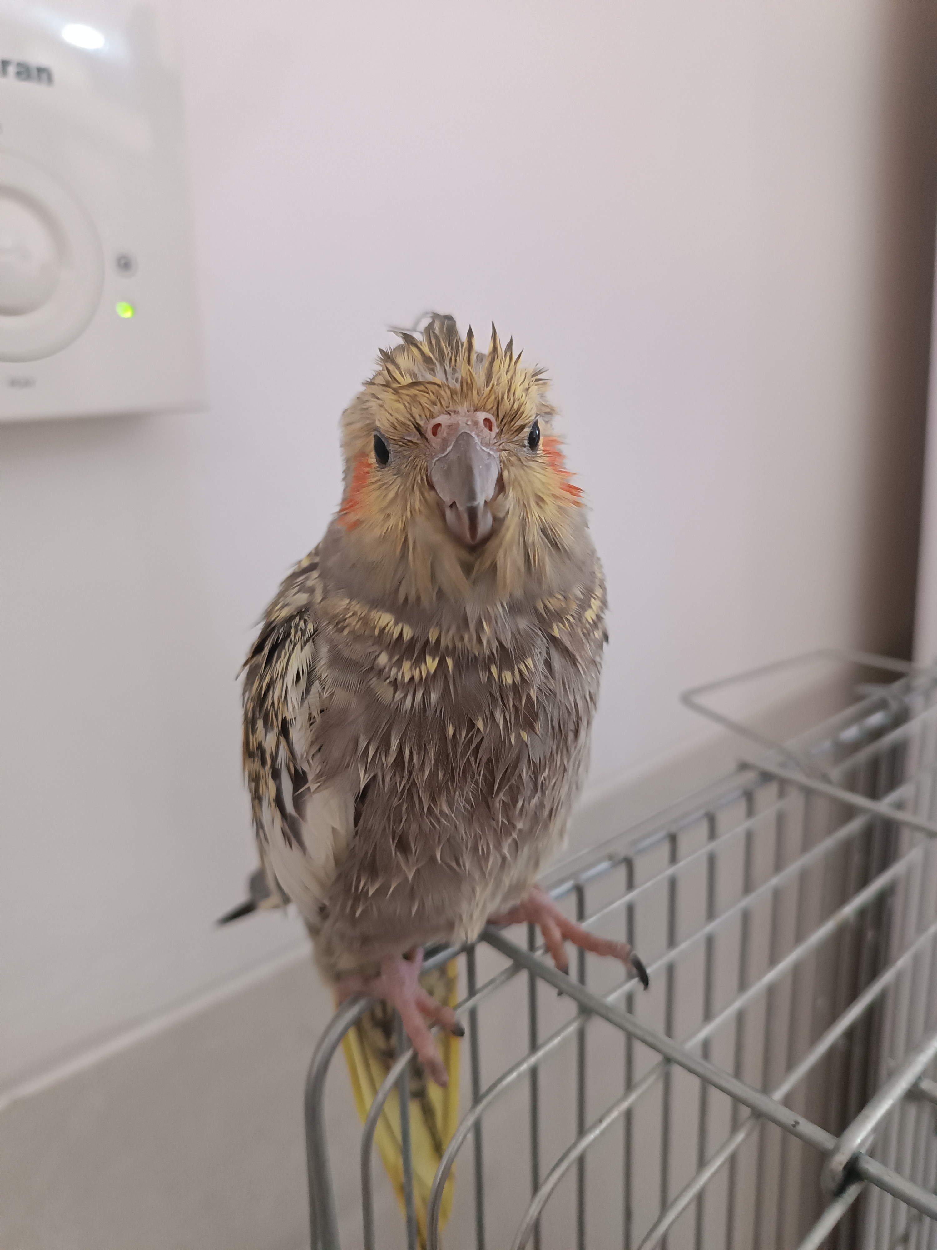 بعد از حموم همینقدر قیافشون خر میشه