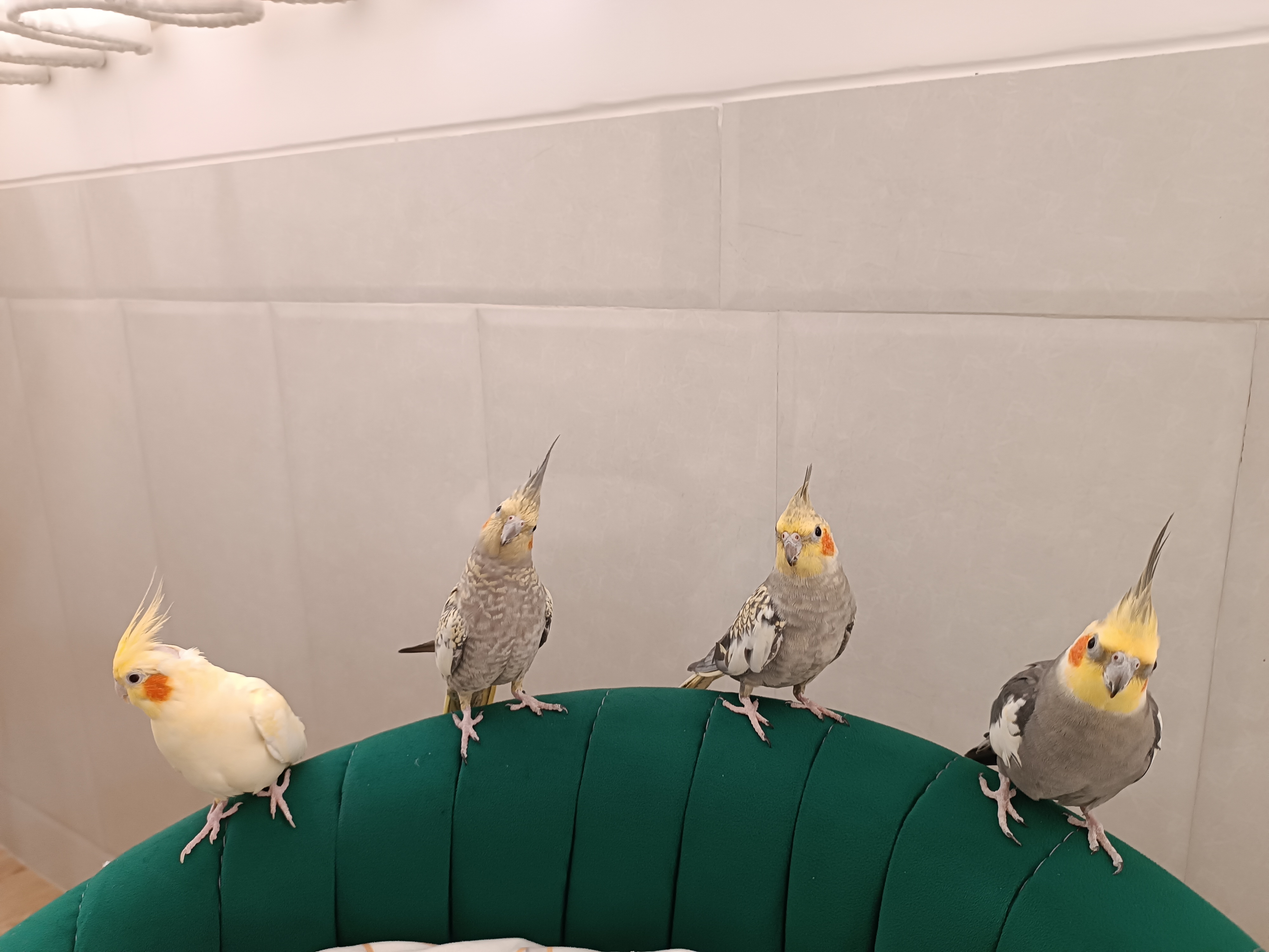 از راست به چپ: آرام، پسته، سلطان، پاستیل