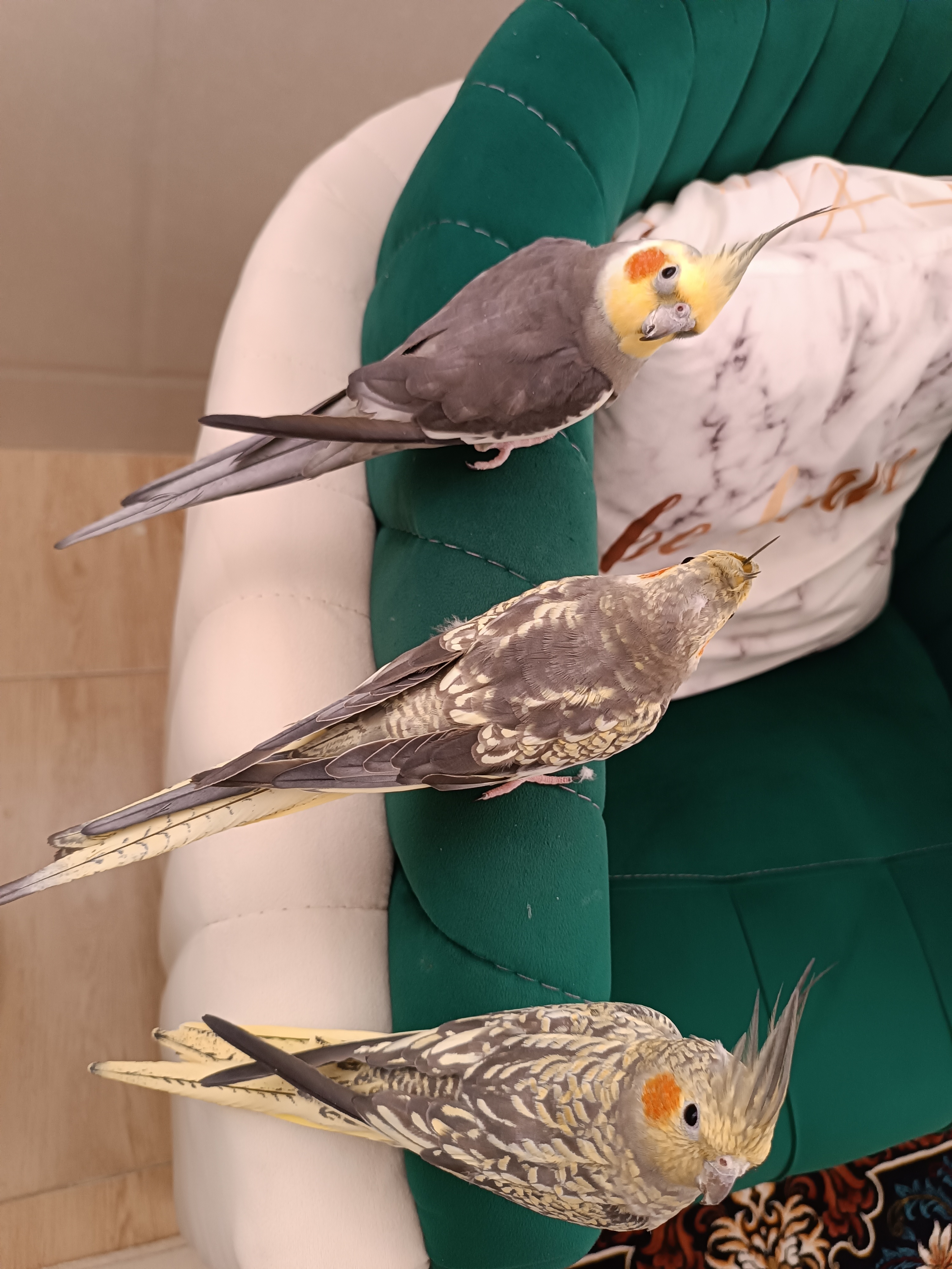 تغییرات پرهای پسته که کاملا شبیه سلطان بود و الان داره مثل آرام میشه