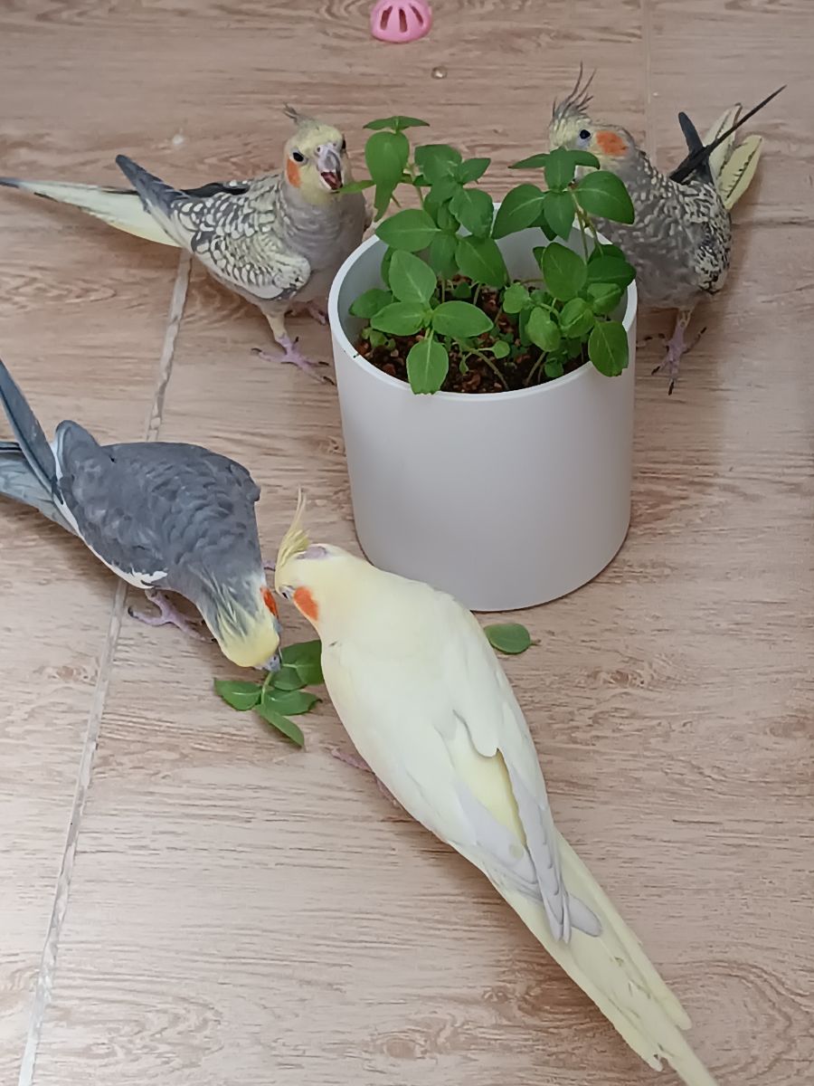 براشون تو گلدون ریحون کاشتم و خیلی خوششون اومده بود