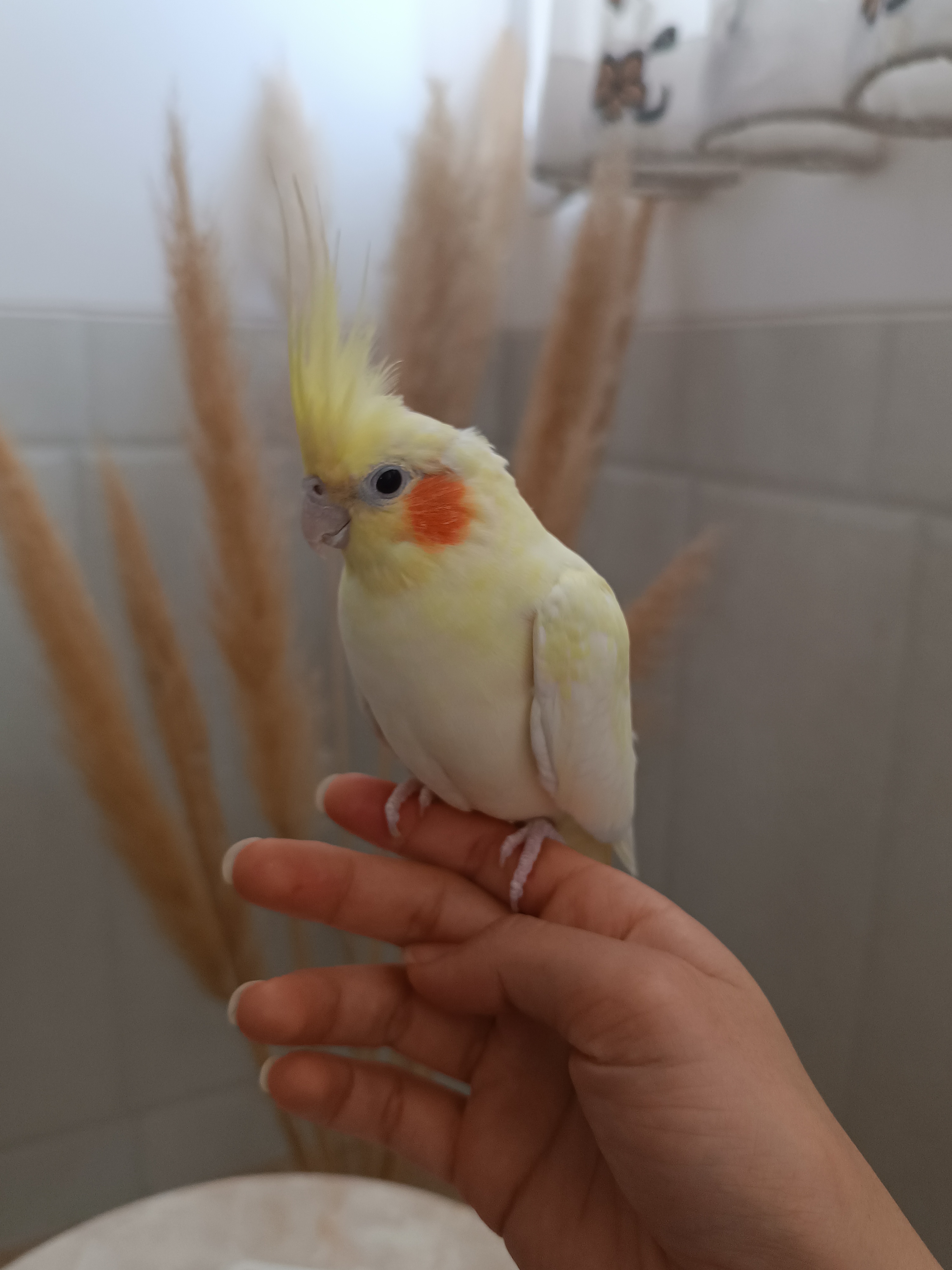 پاستیل قشنگم 💛