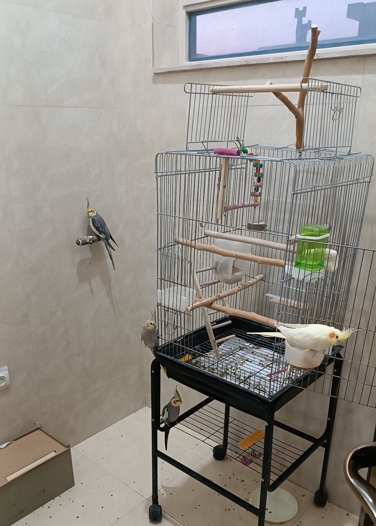 وضعیت جدیدیشون (اینجا ظرف غذاشون از دستم افتاد و پخش شد کف اتاق)