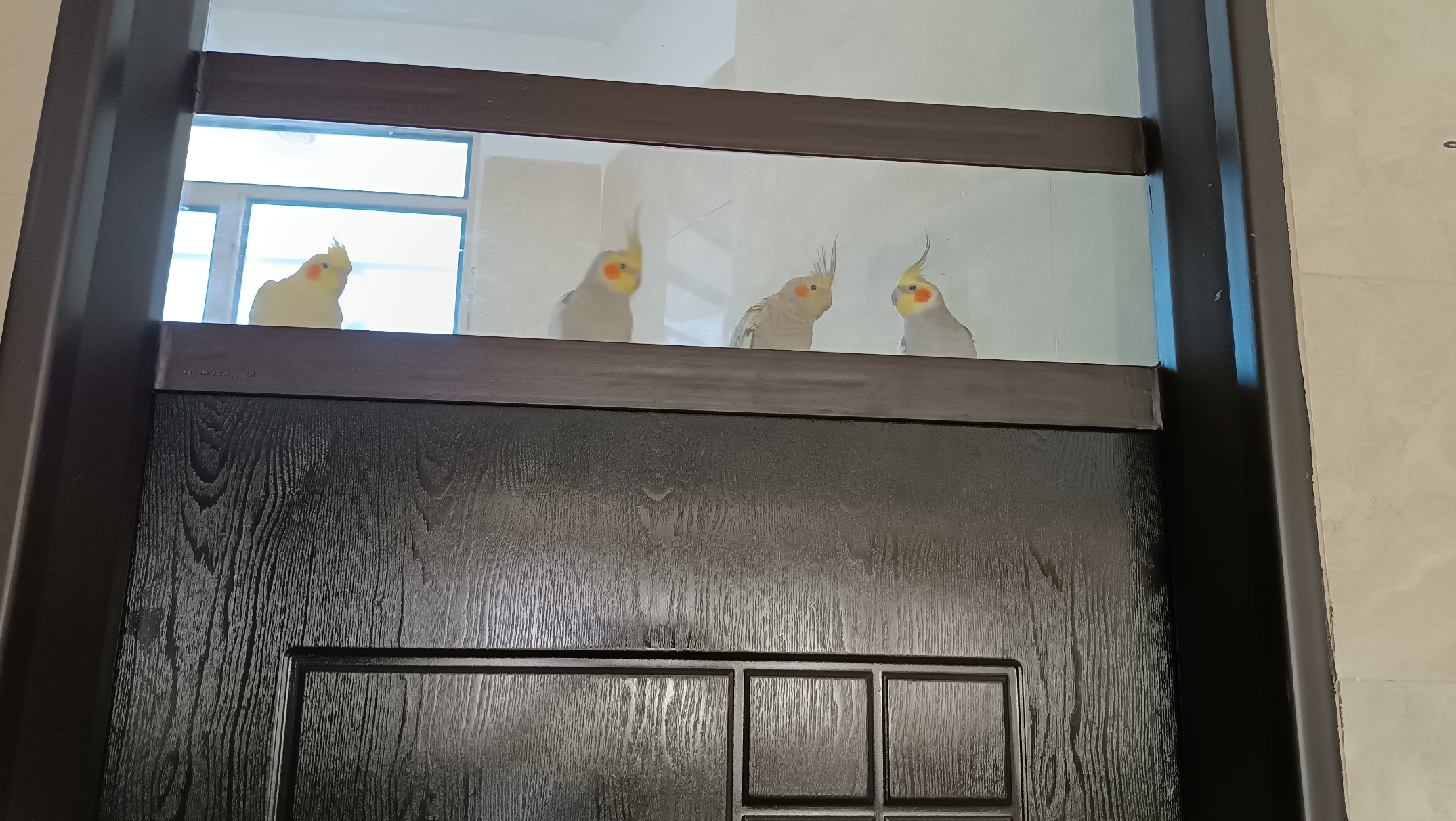 وقتی هم در بسته است میان پشت شیشه نگاه می‌کنن و پسته برامون میخونه.