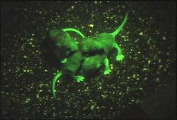 آیا هنر زیستی آینده هیجان انگیز هنر و علم است؟