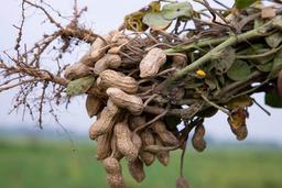 دانه‌ های روغنی؛ انواع، کاربردها و روش‌های استخراج روغن