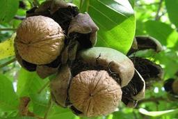 آشنایی با روش های کاشت آجیل و خشکبار