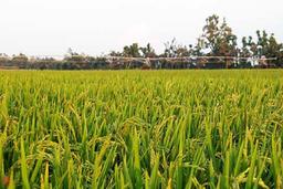 برنج هیبریدی