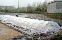 مدیریت بیماری در خزانه