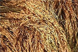 برنج هیبرید