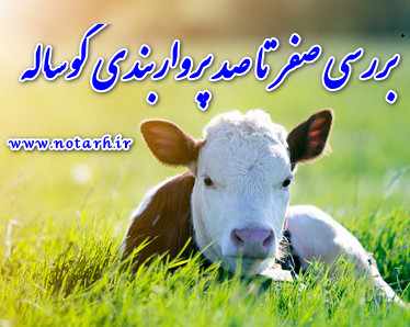 دانلود طرح توجیهی گوساله پرواری