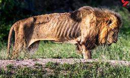 شیرباصدای الاغ