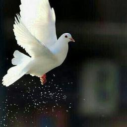 آزادی ای که آزاد نبود!